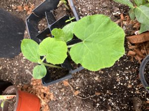 Pumpkin Seedlings