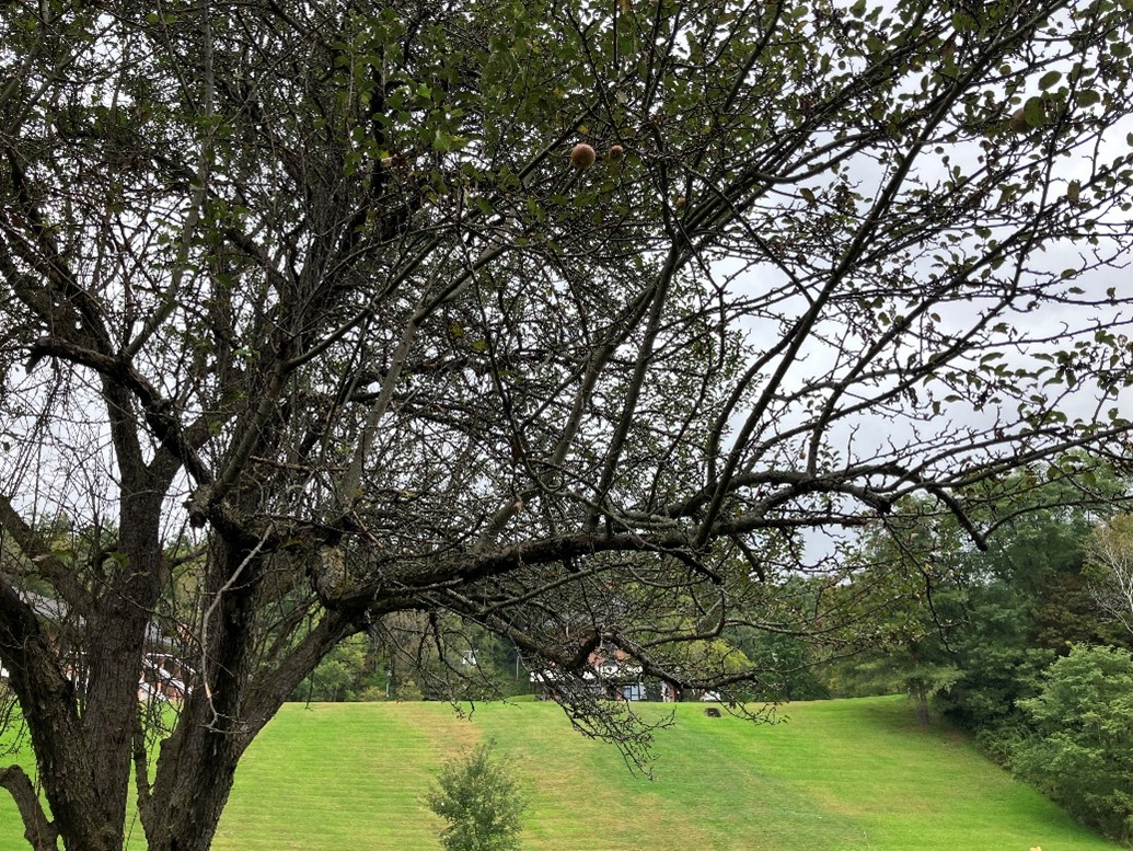 Barren+apple+tree+on+Landmark+College+Campus.+Photo+by+Nora+Fox.