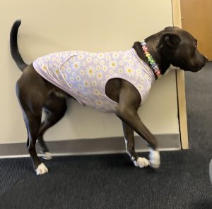 Landmark College therapy dog Ashby