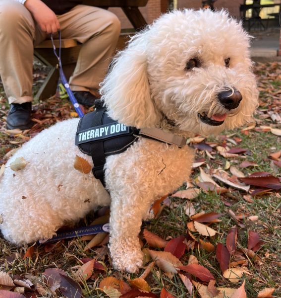 Gunnar da therapy dog, guddu's brother