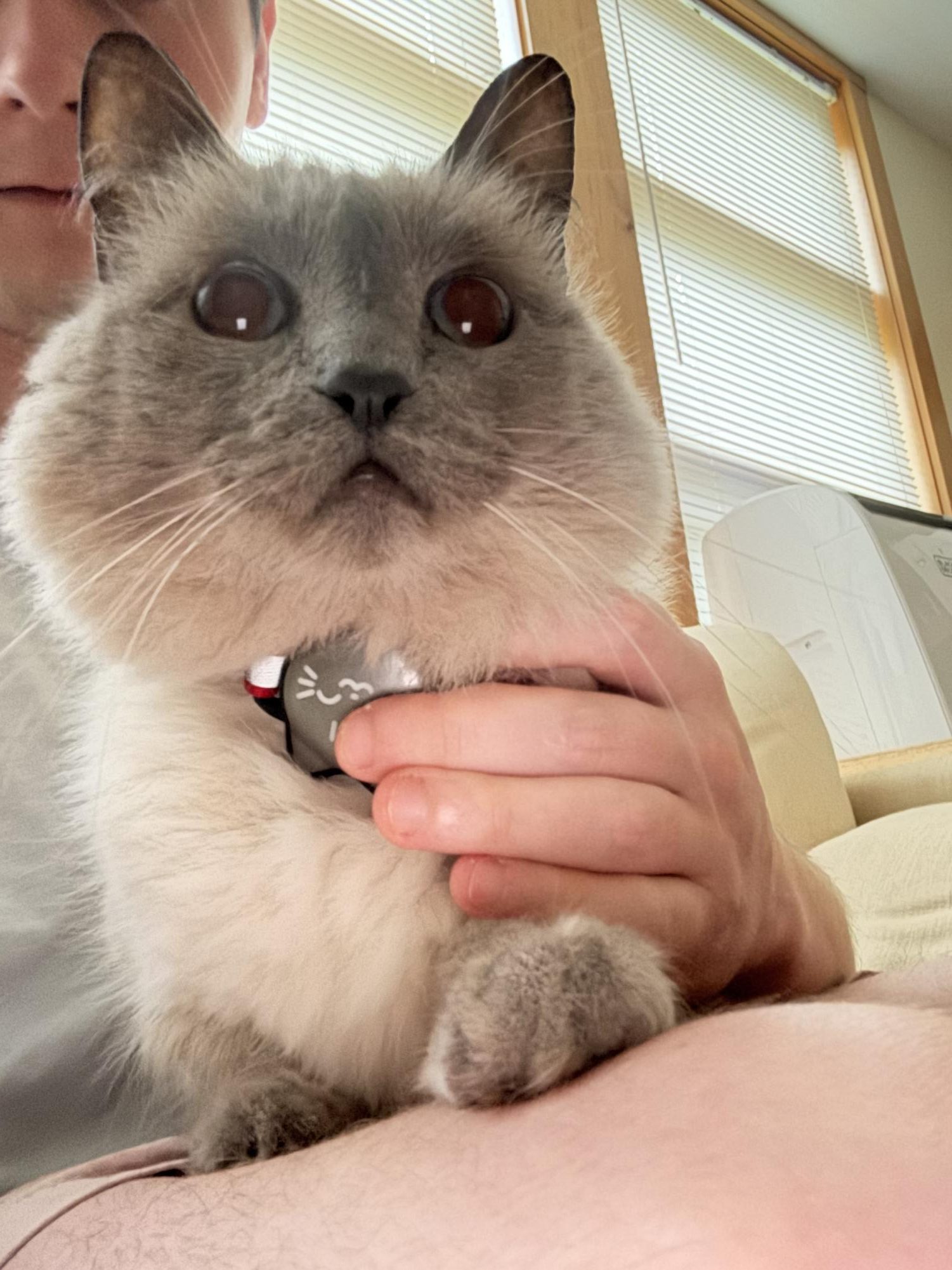 Emotional support cat - Mew.